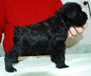 Un cachorro de schnauzer mini negro con 38 das de edad.  01-01-2010