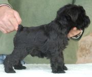 Cachorro Macho de Schnauzer Miniatura Negro.  14-01-2010
