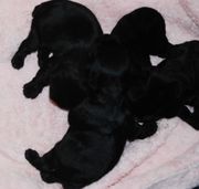 Cachorros de schnauzer miniatura negro. 8 das de edad. 02-12-2009