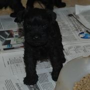 Cachorro de schnauzer mini negro sentado con 34 das de edad.  28-12-2009