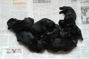 Cachorros de schnauzer miniatura negro hijos de Robinson Rezlark y Uxa Da Volvoreta con 6 das de edad. 06-09-2011
