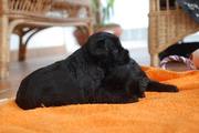 Cachorro apoyado en su hermano. Miniaturas negros con 24 das de edad. 24-09-2011