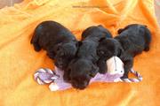 Tres de los cachorros de miniatura negro se duermen sobre el mueco. 24 das de edad. 24-09-2011