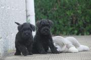 Dos de los cachorros de miniatura negro sentados con 46 das de edad. 16-10-2011