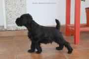 Cachorro de miniatura negro con 46 das de edad. 16-10-2011
