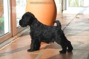 Cachorro de miniatura negro mirando hacia el exterior con 46 das de edad. 16-10-2011