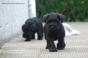 Cachorros de schnauzer miniatura negro con 46 das de edad. 16-10-2011
