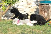 Cachorros de miniatura negro con 52 das de edad. 22-10-2011