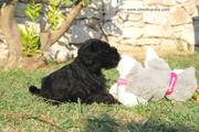Cachorro de miniatura negro sentado mordiendo el mueco. 52 das de edad.  22-10-2011