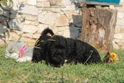 Los cachorros de mini negro con 52 das de edad. 22-10-2011