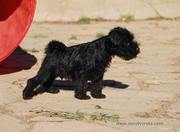 Cachorro macho de miniatura negro con 51 das de edad. 21-10-2011