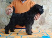 Cachorro hembra de mini negro con 75 das. 14-11-2011