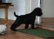 Cachorro de miniatura negro con 84 das de edad. Qu habr dentro de casa? 23-11-2011