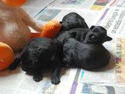 Cachorros de miniatura negro con 12 das de edad. 12-09-2011