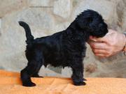 Cachorro de schnauzer miniatura negro posado con 31 das de edad. 01-10-2011
