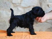 Uno de los cachorros de miniatura negro posa con 31 das de edad. 01-10-2011