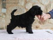 Cachorro macho de schnauzer miniatura negro con 49 das de edad. 19-10-2011