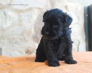 Cachorro de schnauzer miniatura negro sentado con 31 das de edad. 01-10-2011