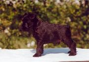 Kaiser Da Volvoreta. Foto de Cachorro 001. Schnauzer miniatura negro.