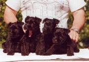 Cachorros de Schnauzer Miniatura Negro. Foto 000.