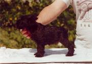 Cachorro de Schnauzer Miniatura Negro. Foto 006.