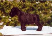 Cachorro de Schnauzer Miniatura Negro. Foto 008.