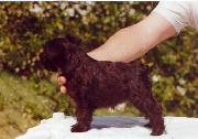 Cachorro de Schnauzer Miniatura Negro. Foto 013.