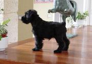 Cachorro de Schnauzer Miniatura Negro. Foto 016.