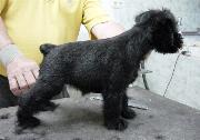 Cachorro de Schnauzer Miniatura Negro. Foto 017.