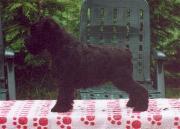 Cachorro de Schnauzer Miniatura Negro Posado. Foto 003.