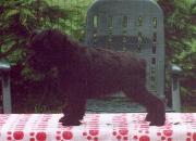 Cachorro de Schnauzers Miniatura Negro Posado. Foto 000.