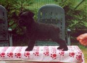 Cachorro de Schnauzer Miniatura Negro Posado. Foto 005.