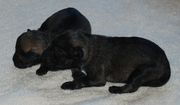 Con un da de edad. Dos de los cachorros de schnauzer mini sal y pimienta.  12-12-2009