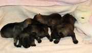Los cachorros de schnauzer mini sal y pimienta con 6 das de edad.  17-12-2009