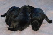 Varios cachorros hembra de schnauzer miniatura sal y pimienta con unas horas de edad.  12-11-2009