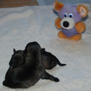 Dos cachorros de schnauzer mini sal y pimienta con 1 da de edad.  12-12-2009