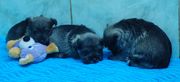 Tres cachorros de schnauzer mini sal y pimienta durmindose.  12-01-2010