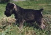 Foto de un cachorro de schnauzer miniatura sal y pimienta. Foto 006.