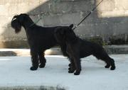 Jira (Schnauzer Mediana Negra) y Uxa (Schnauzer Mini Negra) 12-10-2009