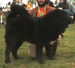¿Dogo del Tibet, Terranova, Terrier Ruso?
