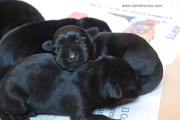 Cachorros de mediano negro con sólo 5 días de edad. 08-08-2012