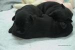 Tres de los cachorros de mediano negro duermen con 11 días de edad. 14-08-2012