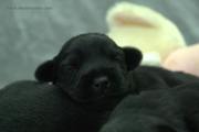 Cabeza de un cachorro de schnauzer mediano negro con 11 días de edad. 14-08-2012