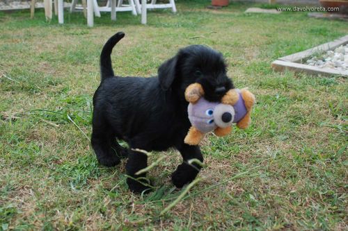 7 semanas de edad. Cachorro de mediano negro con el apreciado muñeco. 21-09-2012
