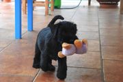 Cachorro de mediano negro con 7 semanas de edad. Al trote. 21-09-2012