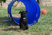 Saliendo del túnel de agility. Cachorro de mediano negro de 50 días de edad. 22-09-2012