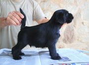 Macho 1 de los cachorros de mediano negro. 35 días de edad. 07-09-2012