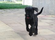 Cachorro de mediano negro corriendo con una pelota en la boca. 10 semanas de edad. 13-10-2012