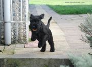 Perseo salta un escalón con la pelota en la boca. Cachorro de mediano negro con 10 semanas de edad. 13-10-2012