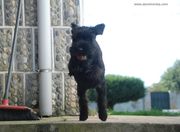 El salto de Perseo. Cachorro de 10 semanas de edad de mediano negro. 13-10-2012